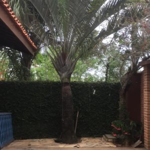 Casa_Costazul_jardins_06